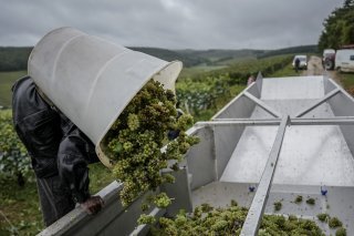 L'année 2024 a été marquée par des précipitations du printemps jusqu'aux vendanges et des problèmes sanitaires, ce qui a réduit les volumes dans toutes les régions viticoles françaises (image d'illustration). KEYSTONE/AP/AURELIEN MORISSARD